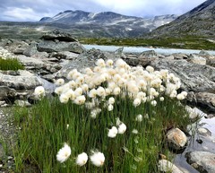 Eriophorum callitrix
