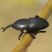 Sisal Weevil - Photo (c) Simon Oliver, some rights reserved (CC BY-NC), uploaded by Simon Oliver