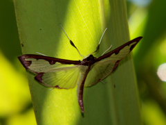 Cadarena pudoraria
