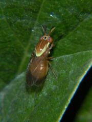Pachycerina vaga