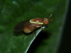 Pachycerina vaga