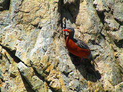 Merganetta armata armata