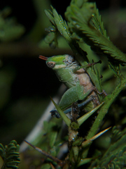 Lophothericles euchore