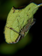 Raphiophora intricata