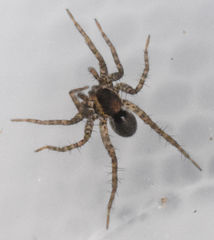 Pardosa pauxilla
