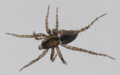 Pardosa pauxilla