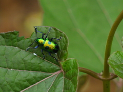 Platycorynus decemnotatus