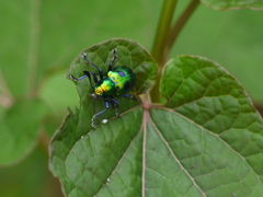 Platycorynus decemnotatus