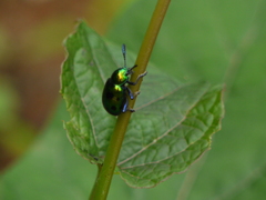 Platycorynus decemnotatus