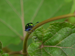 Platycorynus decemnotatus