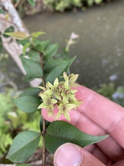 Backhousia myrtifolia