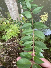 Backhousia myrtifolia