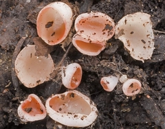 Kallistoskypha incarnata