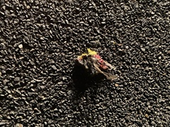 Eopsaltria australis