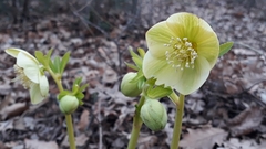 Helleborus viridis viridis