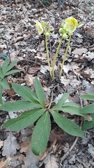 Helleborus viridis viridis