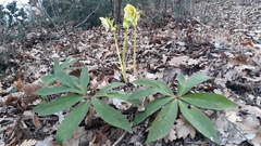 Helleborus viridis viridis