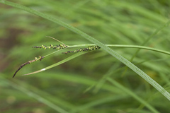 Carex schmidtii