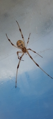 Latrodectus geometricus