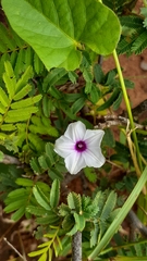 Ipomoea sinensis blepharosepala