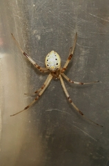 Latrodectus geometricus