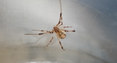 Latrodectus geometricus