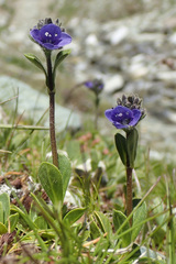 Veronica bellidioides