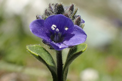 Veronica bellidioides