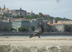 Columba livia domestica