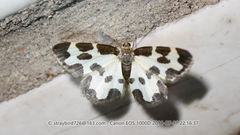 Lomaspilis