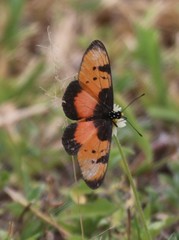 Acraea anemosa