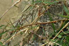 Leiophasma