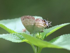 Hypolycaena philippus