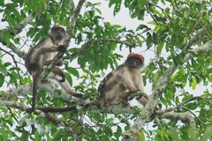 Piliocolobus tephrosceles