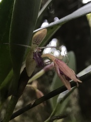Pleurothallis talpinaria