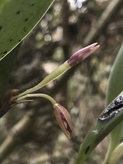 Pleurothallis talpinaria