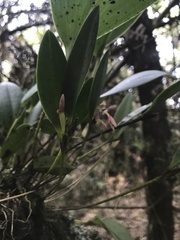 Pleurothallis talpinaria