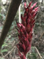 Stenorrhynchos albidomaculatum