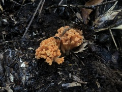 Ramaria capitata ochraceosalmonicolor
