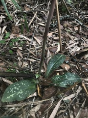 Stenorrhynchos albidomaculatum