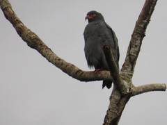 Helicolestes hamatus