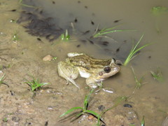Leptodactylus leptodactyloides