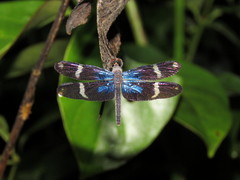 Zenithoptera fasciata