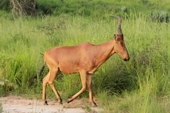 Alcelaphus buselaphus lelwel