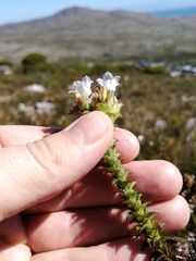 Roella amplexicaulis