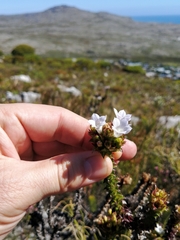 Roella amplexicaulis