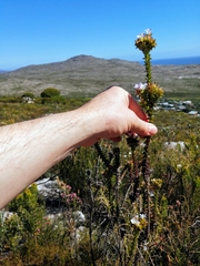 Roella amplexicaulis