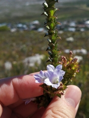 Roella amplexicaulis