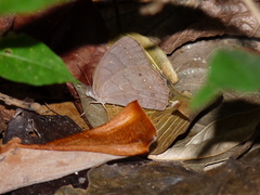 Pseudodebis valentina