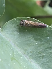 Macugonalia cavifrons